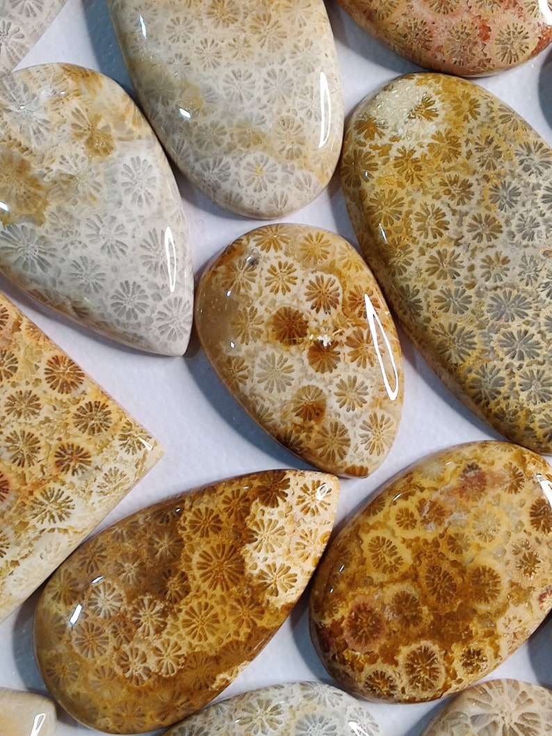 May include: A collection of fossilized coral cabochons in various shades of brown, white, and grey. The cabochons feature a unique, intricate pattern of fossilized coral.