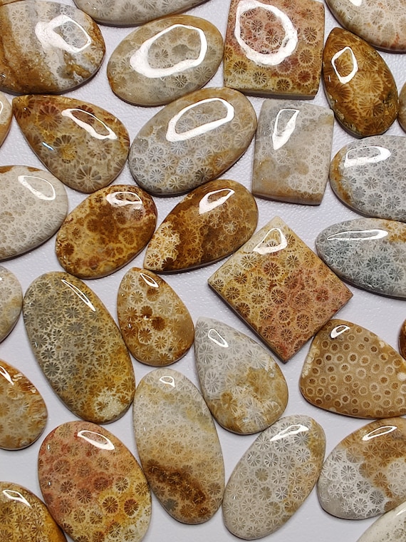 Natural Fossil Coral Cabochon AAA+ Loose Fossil Coral Wholesale Lot Rare Gemstone Top Quality Mixed Assorted Lot for Jewelry & Wire Wrapping