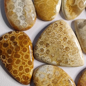 May include: A collection of polished fossilized coral cabochons in various shapes and sizes. The cabochons are a mix of light and dark brown with a white floral pattern.
