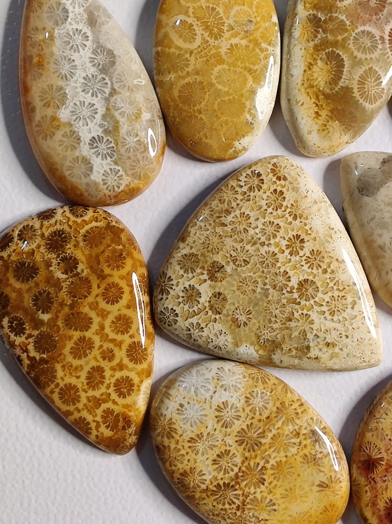 May include: A collection of polished fossilized coral cabochons in various shapes and sizes. The cabochons are a mix of light and dark brown with a white floral pattern.