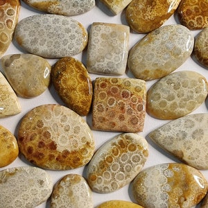 May include: A collection of fossilized coral cabochons in various shapes and sizes. The cabochons are a mix of brown, beige, and white with a swirling pattern of fossilized coral.