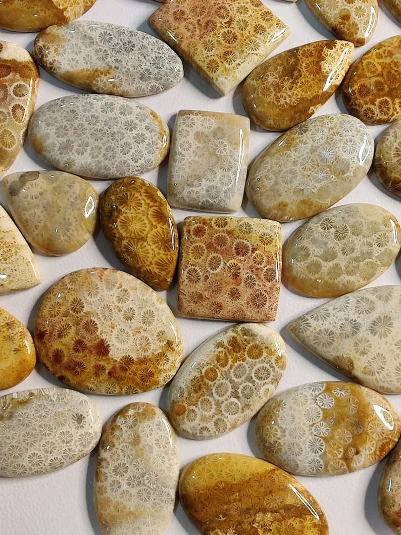 May include: A collection of fossilized coral cabochons in various shapes and sizes. The cabochons are a mix of brown, beige, and white with a swirling pattern of fossilized coral.