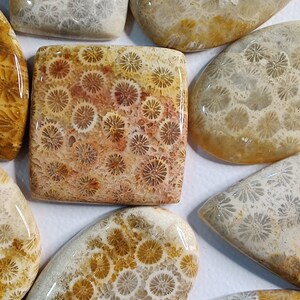 May include: A collection of polished fossilized coral stones in various shapes and sizes. The stones have a white, brown, and orange colour pattern with a glossy finish.