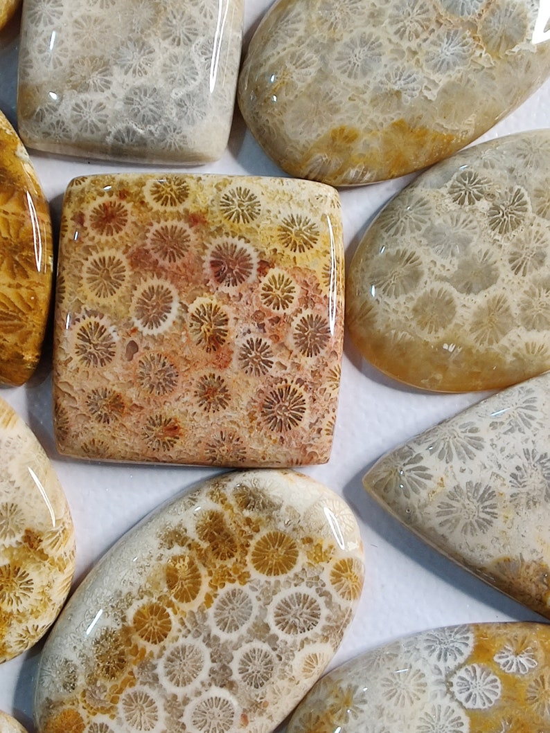 May include: A collection of polished fossilized coral stones in various shapes and sizes. The stones have a white, brown, and orange colour pattern with a glossy finish.