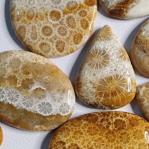 May include: Assortment of polished fossilised coral cabochons in various shapes and sizes. The cabochons feature a natural pattern of brown and white fossilised coral.
