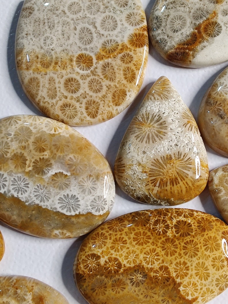 May include: Assortment of polished fossilised coral cabochons in various shapes and sizes. The cabochons feature a natural pattern of brown and white fossilised coral.