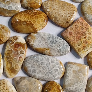 May include: Assortment of fossilized coral cabochons in various shapes and sizes. The cabochons feature a unique, intricate pattern of fossilized coral in shades of brown, beige, and grey.