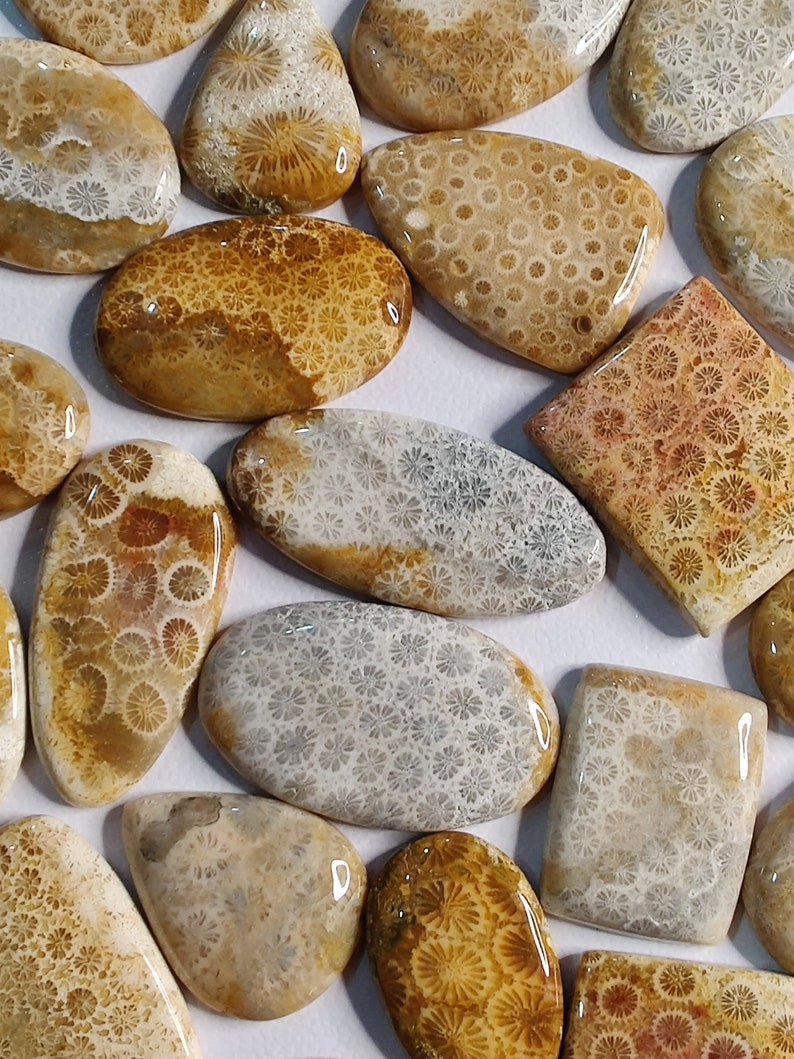 May include: Assortment of fossilized coral cabochons in various shapes and sizes. The cabochons feature a unique, intricate pattern of fossilized coral in shades of brown, beige, and grey.