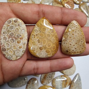 May include: Three fossilized coral cabochons in various shapes and sizes. The cabochons are polished and have a light brown and white colour with a swirling pattern.