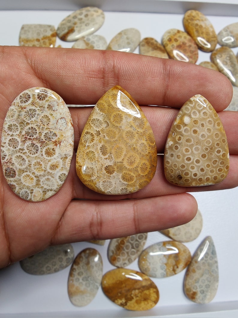 May include: Three fossilized coral cabochons in various shapes and sizes. The cabochons are polished and have a light brown and white colour with a swirling pattern.