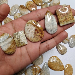 May include: A collection of fossilized coral cabochons in various shapes and sizes. The cabochons are a mix of brown, white, and beige colours with a polished finish.