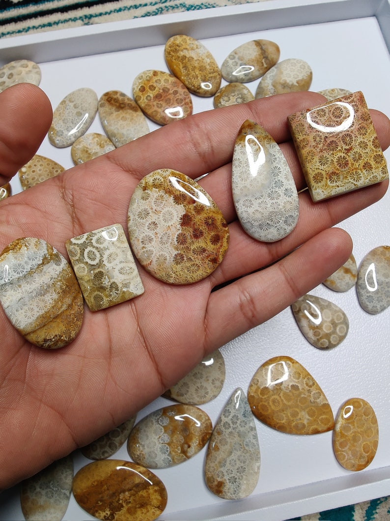 May include: A collection of fossilized coral cabochons in various shapes and sizes. The cabochons are a mix of brown, white, and beige colours with a polished finish.