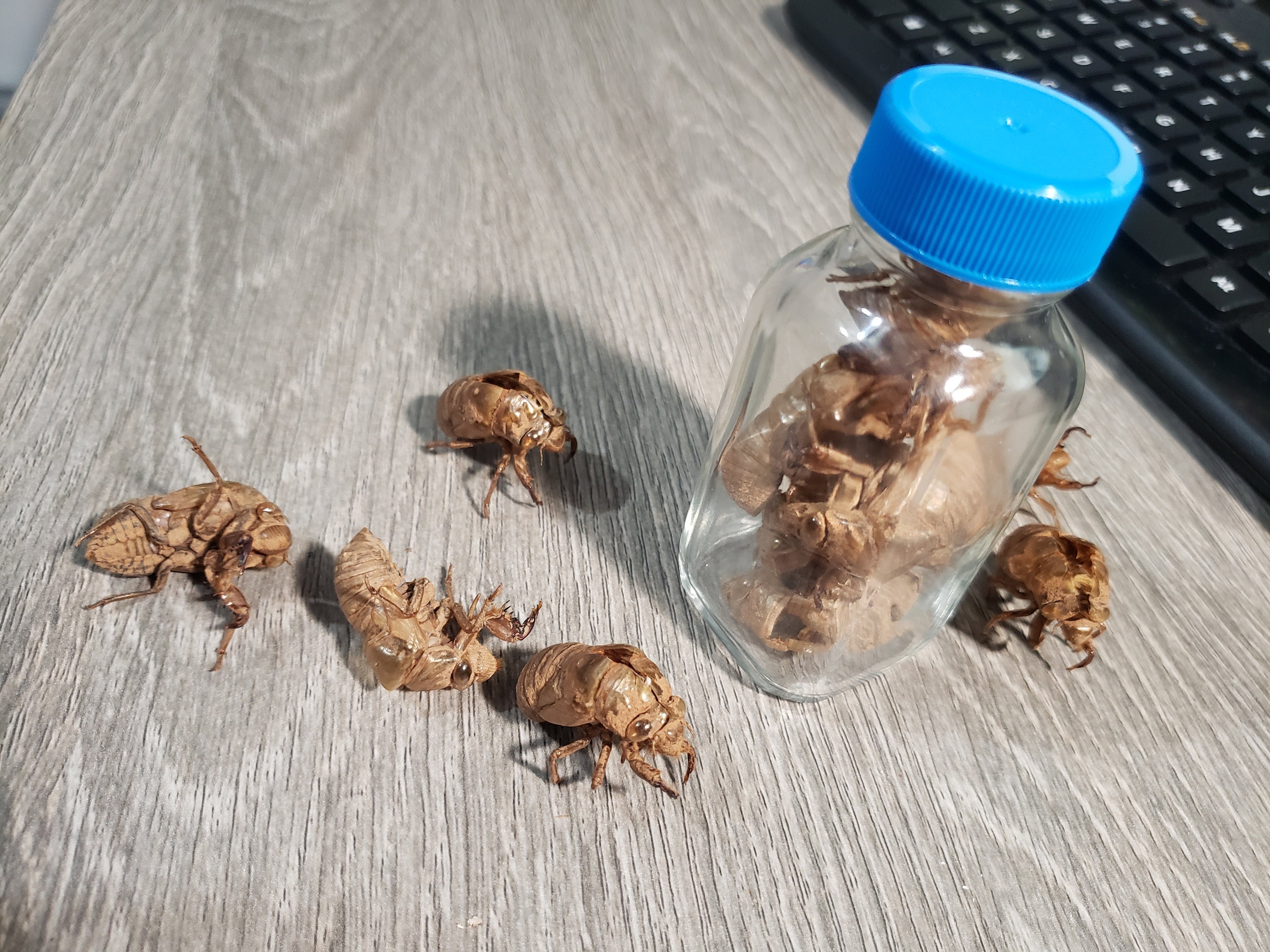 Cicada Nymph - Etsy