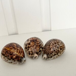 Vintage zwartgevlekte schelp (8 cm): kustdecor