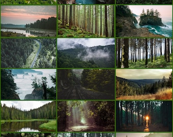 May include: A collage of 12 images showcasing various forest scenes. The images feature lush green trees, winding roads, misty mountains, and tranquil lakes. Some images depict sunlight filtering through the trees, while others show a more dramatic, moody atmosphere.