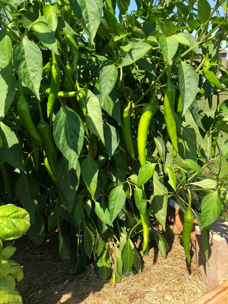 Korean gochu Pepper Seeds Etsy