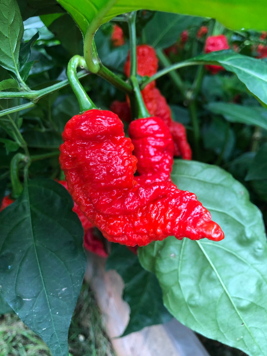 10 Genghis Khan Brain Pepper Seeds Etsy