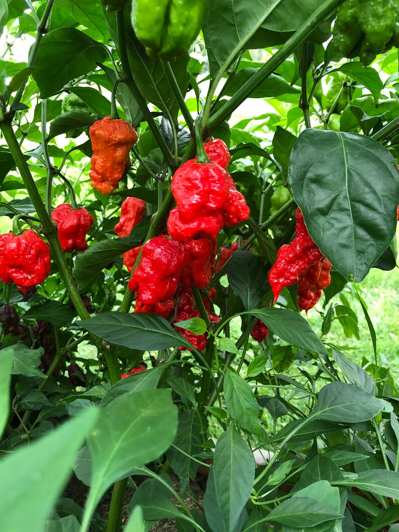 10 Genghis Khan Brain Pepper Seeds Etsy