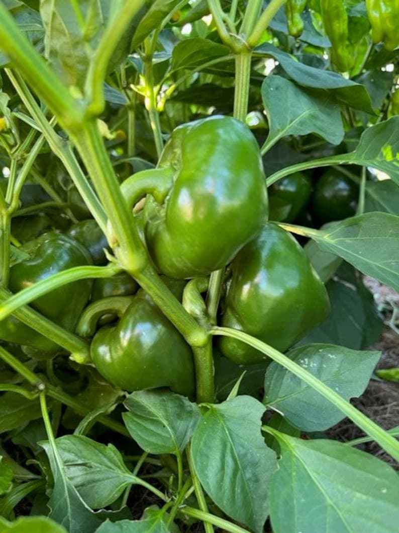 10 Lesya Pepper Seeds Etsy