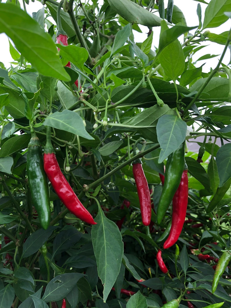 Korean gochu Pepper Seeds Etsy