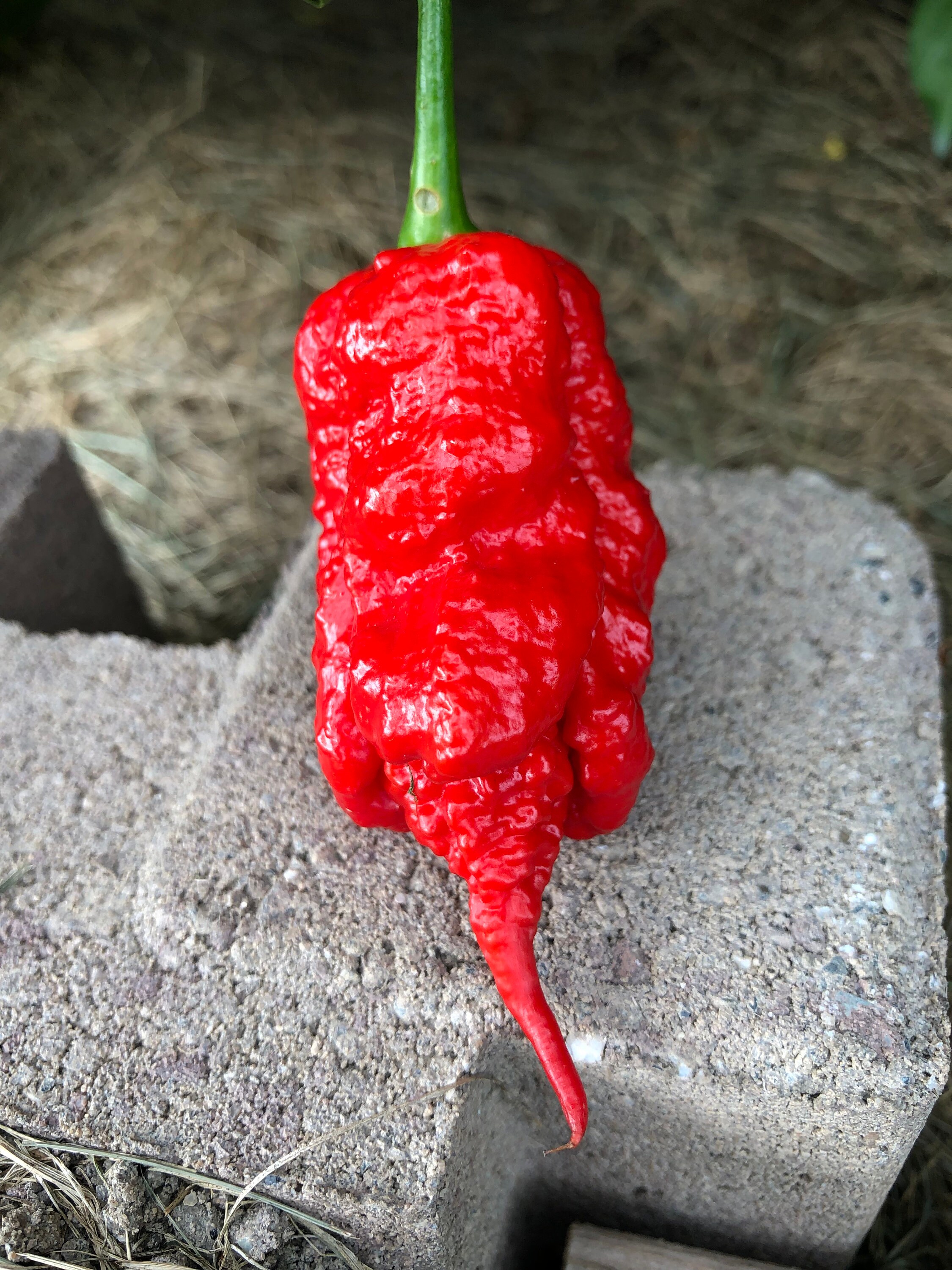 10 Genghis Khan Brain Pepper Seeds Etsy