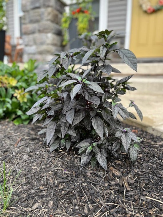 Black Pearl - Seeds 10 Seeds