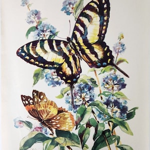 Zebra Swallowtail Admiral Butterflies Blair Lithograph Art Print Morris