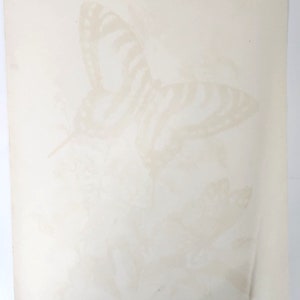 Zebra Swallowtail Admiral Butterflies Blair Lithograph Art Print Morris