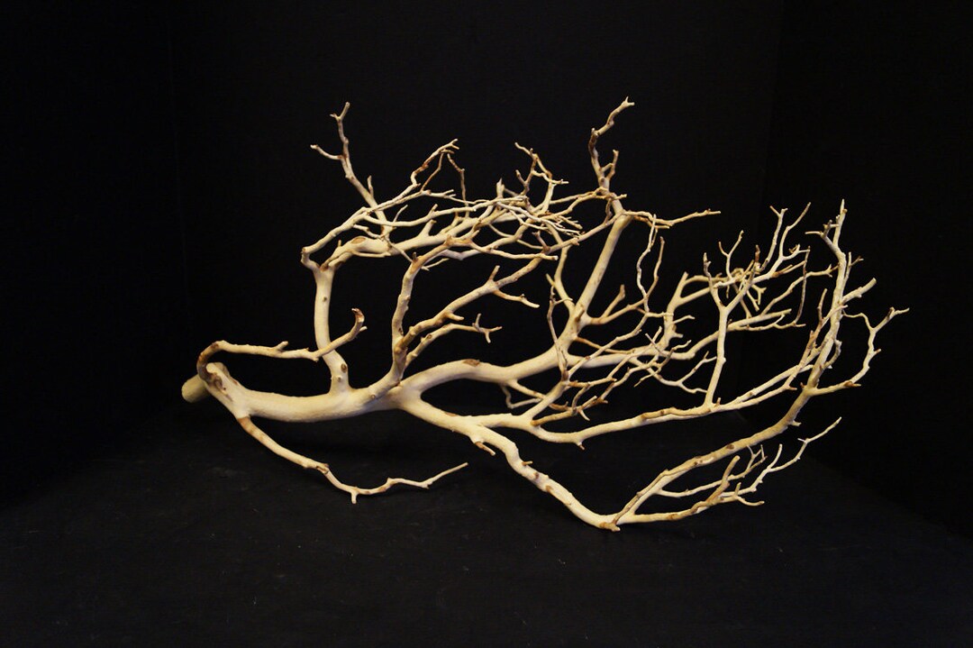 Natural Sandblasted Manzanita Branch | Dried Wood Decor For