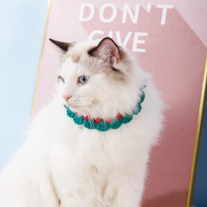 Pode incluir: Um gato branco com olhos azuis usando um colar de croch&ecirc; verde e vermelho. O gato est&aacute; sentado em frente a uma parede rosa com as palavras "DON'T GIVE" escritas nela.