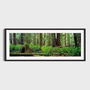 Cathedral Grove, Fine Art Photography Print, Vancouver Island, British Columbia, Canada, Wall Art, Forest Art