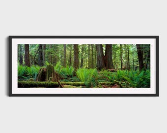 Cathedral Grove Print, Vancouver Island Forest Photography, British Columbia Wall Art