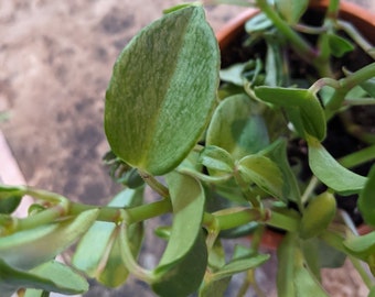 Peperomia Mint Variegated Nitida Stem Cuttings