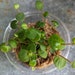 see more listings in the Peperomia section