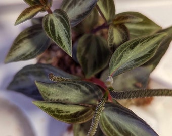 Peperomia Velutina Bicolor Propagation Cup