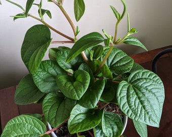 Peperomia Rana Verde Leaf Cutting