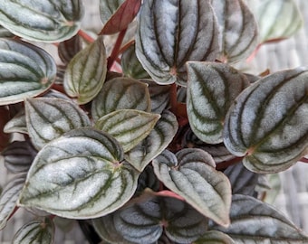 Peperomia Mendoza Leaf Cutting