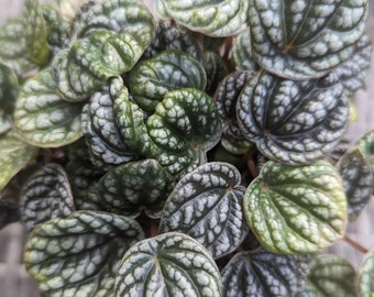 Peperomia Burbella Leaf Cutting