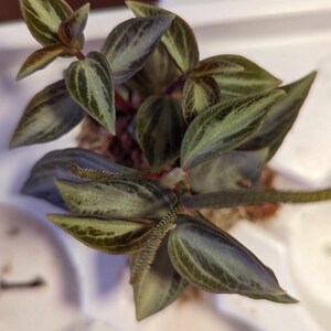 Peperomia Velutina Bicolor Propagation Cup image 2