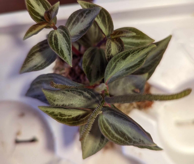 Peperomia Velutina Bicolor Propagation Cup image 2