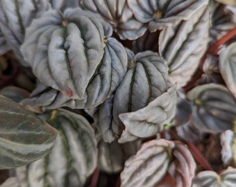 Peperomia Marmorata Teresa Leaf Cutting