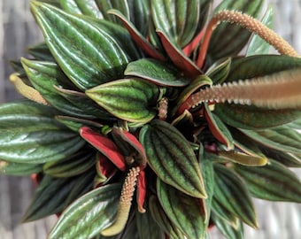 Peperomia Rosso Leaf Cutting