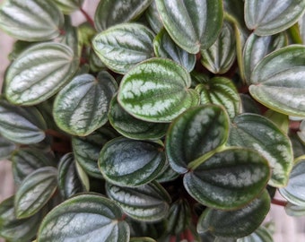 Peperomia Royal Princess Leaf Cutting