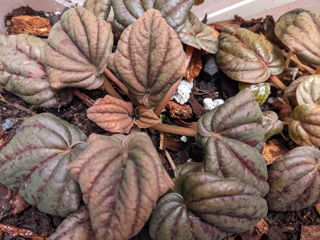 Peperomia 'copper Leaf' Leaf Cutting Etsy