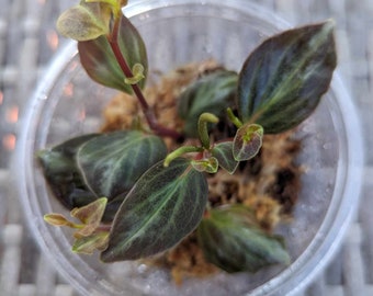 Peperomia Velutina Propagation Cup