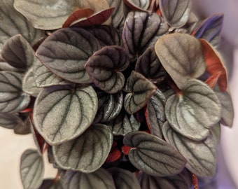 Peperomia Sunrise Leaf Cutting