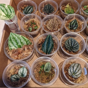 Assorted Peperomia Cuttings and Propagations