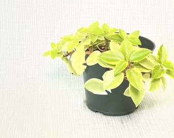 Teardrop Peperomia, Peperomia Orba Variegata