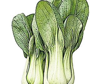 Non-GMO Korean Bok Choy Seeds, 청경채 (100+ Seeds)