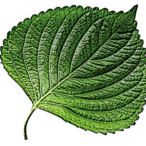 깻잎 (100+) Seeds / Non-GMO Korean Perilla Seeds, KkaenNip Seeds / 38N KKAENNIP